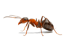 Service Image Ant Control