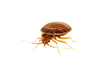 Service Image Bed Bugs Control