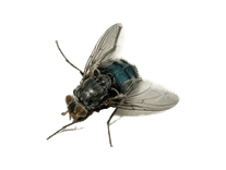 Service Image Fly Control