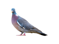 Service Image Bird Control