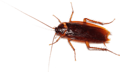 Service Image Cockroach Control
