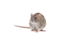 Service Image Rats Control