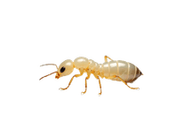 Service Image Anti Termite Treatment